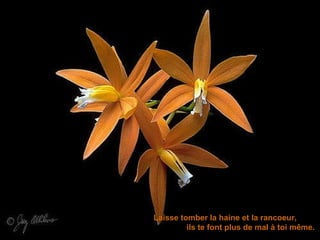 Laisse tomber la haine et la rancoeur,  ils te font plus de mal à toi même.  