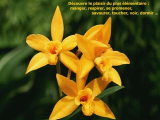 Découvre le plaisir du plus élémentaire :  manger, respirer, se promener,  savourer, toucher, voir, dormir ... 