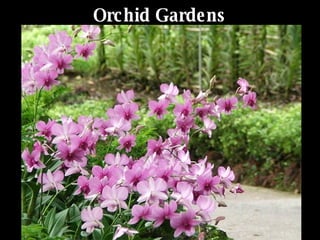 Orchid Gardens   