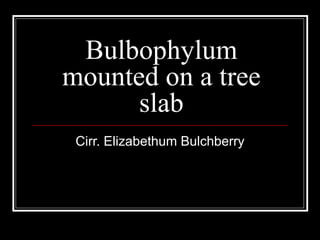 Bulbophylum mounted on a tree slab Cirr. Elizabethum Bulchberry 