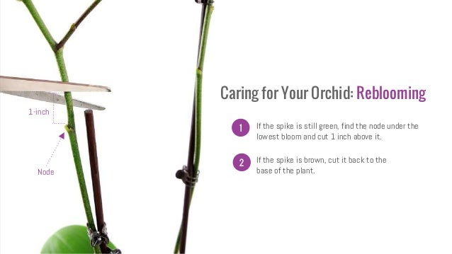 orchid care 101 orchid care 101