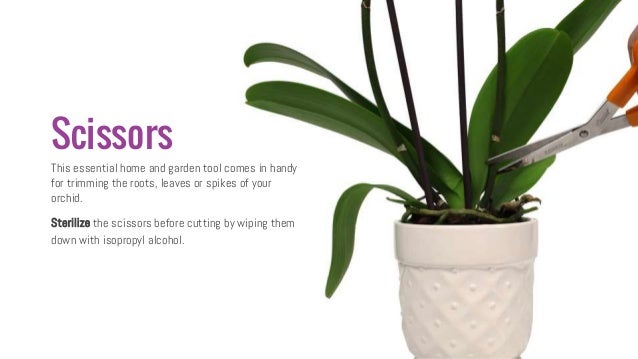orchid care 101 orchid care 101