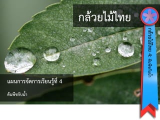 กล้วยไม้ไทย
กล้วยไม้ไทย4:ต้นพืชกับน้ำ
แผนกำรจัดกำรเรียนรู้ที่ 4
ต้นพืชกับน้ำ
 