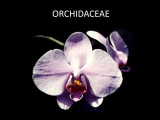 ORCHIDACEAE
 