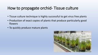orchid cultivation.pptx