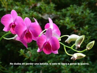 No dudes en perder una batalla, si esto te lleva a ganar la guerra.   