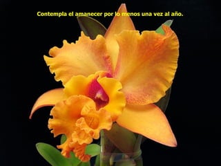Contempla el amanecer por lo menos una vez al año.   
