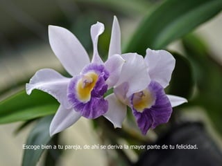 Escoge bien a tu pareja, de ahí se deriva la mayor parte de tu felicidad. 