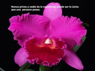 Nunca prives a nadie de la esperanza; puede ser lo único que una  persona posea.  