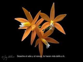 Desecha el odio y el rencor, te hacen más daño a ti. 