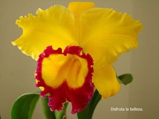 Disfruta la belleza. 