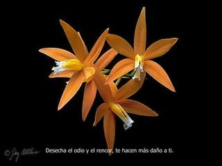 Desecha el odio y el rencor, te hacen más daño a ti. 