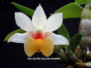 You are the way you breathe. 