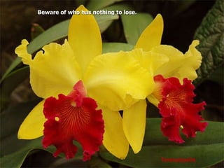 Terespópolis Beware of who has nothing to lose. 