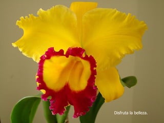 Disfruta la belleza.
 