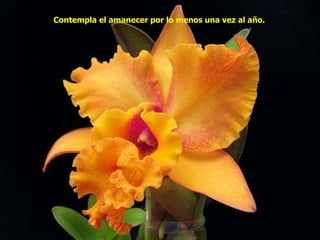 Contempla el amanecer por lo menos una vez al año.
 