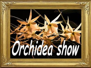Orchidea show 