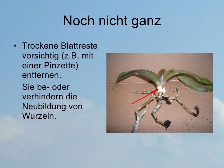 Orchideen Umtopfen