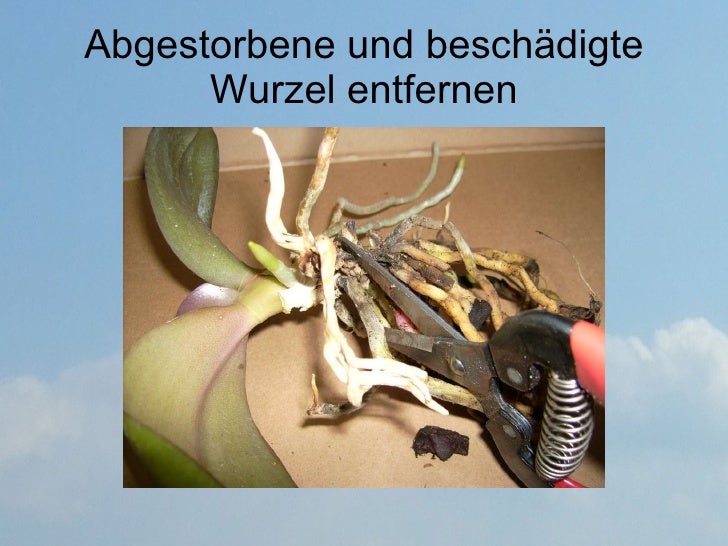Orchideen Umtopfen