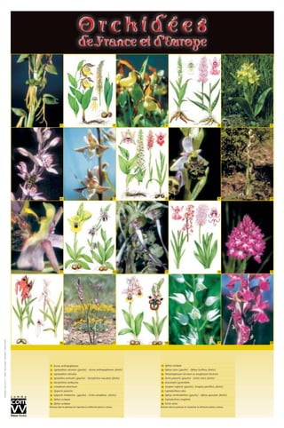 1 5432
109876
1514131211
1716 18 19 20
Ophrys scolopax
Ophrys lutea (gauche) - Ophrys fuciflora (droite)
Himantoglossum hircinum ou loroglossum hircinum
Orchis palustris (gauche) - Orchis simia (droite)
Anacamptis pyramidalis
Serapias neglecta (gauche)- Serapias parviflora (droite)
Cephalanthera rubra
Ophrys tenthredinifera (gauche) - Ophrys speculum (droite)
Cephalanthera longifolia
Orchis simia
Retrouvez dans les panneaux de l’exposition les différentes plantes ci-dessus.
20
19
18
17
16
15
14
13
12
11Aceras anthropophorum
Cypripedium calceolus (gauche) - Aceras anthropophorum (droite)
Cypripedium calceolus
Spiranthes aestivalis (gauche) - Dactylorhiza maculata (droite)
Dactylorhiza sambucina
Limodorum arbortivum
Epipactis palustris
Epipactis helleborine (gauche) - Orchis coriophora (droite)
Ophrys scolopax
Ophrys scolopax
Retrouvez dans les panneaux de l’exposition les différentes plantes ci-dessus.
10
9
8
7
6
5
4
3
2
1
©Conception:www.comvv.fr-©Photos:MarcelLecoufle-©Illustrations:collectionCOMVV
 