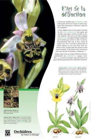 ©Conception:www.comvv.fr-©Photos:MarcelLecoufle-©Illustrations:collectionCOMVV
Les fleurs des orchidées sont entomophiles, c’est-
à-dire qu’elle attirent les insectes et autres inver-
tébrés. Elles sont passées « maîtresses » dans l’art
de la séduction :
La fleur d’Ophrys imite en tous points la femelle
de son insecte pollinisateur (une guêpe, par
exemple), par l’aspect, la forme, la taille, la cou-
leur, la pilosité. Elle sécrète une odeur analogue
à la phéromone (message chimique) synthétisée
par la femelle pour attirer le mâle. Ce dernier,
irrésistiblement attiré par la fleur, essaye de
copuler avec elle et accroche le pollen qu’il ira
ensuite déposer sur une autre fleur. Pour cou-
ronner le tout, la guêpe mâle naît environ un mois
avant la femelle, ce qui élimine toute concurrence
entre cette dernière et l’orchidée « trompeuse » !
Chaque espèce attire une espèce différente d’insecte,
généralement des hyménoptères (guêpes, bour-
dons…). Les fleurs de chaque espèce présentent un
aspect distinctif permettant de les identifier facilement.
L’ophrys bécasse, Ophrys sco-
lopax, est parfois confondue
avec l’ophrys frelon.
L’ophrys frelon ou ophrys bourdon, Ophrys fuciflora,
apprécie les sols secs et calcaires. Cette orchidée rare
pousse le plus souvent à basse altitude sur des pelouses,
en lisière de bois ou en bordure de routes. Elle s’hybride
avec différentes autres espèces du même genre.
Orchidées
de France et d’Europe
Ophrys scolopax
L’ophrys jaune, Ophrys lutea, est une petite espèce
(10 à 30 cm) avec une fleur de 2 cm rencontrée dans la
région méditerranéenne et dans le Sud-Ouest. Cette
orchidée assez commune croît en colonies denses à mi-
ombre ou en pleine lumière.
Ophrys lutea Ophrys fuciflora
 