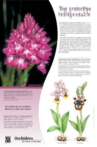 ©Conception:www.comvv.fr-©Photos:MarcelLecoufle-©Illustrations:collectionCOMVV
De nombreuses espèces d’orchidées sont vulnéra-
bles. Parmi les mesures de protection, les scien-
tifiques préconisent des recherches sur le terrain
pour essayer de trouver de nouvelles stations et
la mise en œuvre d’une sensibilisation des ges-
tionnaires avec prise en compte dans les aména-
gements.
La maîtrise du foncier est également nécessaire
pour préserver les plus belles populations. Des
acquisitions de sites peuvent être envisagées par
des organismes agréés (Conservatoire de l’espace
littoral et des rivages lacustres, Conservatoire
régional des sites...). Des mesures légales de pro-
tection sont incontournables (Arrêtés de conserva-
tion de biotope).
L’orchis pyramidal, Anacamptis pyramidalis, est pré-
sente dans les herbages, les forêts claires et aussi sur les
bords d’autoroutes. La disposition pyramidale de ses
fleurs permet de la reconnaître facilement, l’éperon est
long, grêle, horizontal.
Cette espèce bénéficie d'un arrêté de protection sur l'en-
semble du territoire national.
L’ophrys guêpe, Ophrys tenthredinifera, (Tendredôn signifie
"guêpe" en grec) est une orchidée méditerranéenne (Portugal,
Espagne, Baléares, Italie, Sardaigne, Sicile, Albanie, Grèce,
Crète…) très rare et protégée en France :
Les populations de cette orchidée diminuent dans les Pyrénées-
Orientales, elles sont menacées par les aménagements routiers
et par l’extension de cultures.
Un seul individu a été observé dans deux stations de l’Aude…
L’espèce est surtout présente en Corse mais elle est menacée
par l'urbanisation (certaines populations ont notamment
disparu à la suite de la construction d'un golf).
Orchidées
de France et d’Europe
Anacamptis pyramidalis
L’ophrys miroir ou Ophrys cilié, Ophrys speculum ou
Ophrys ciliata, est considérée comme une espèce rare
dans le monde et vulnérable en France.
Elle fait l’objet d’une protection nationale. Cette orchidée
est présente en Europe méridionale, au Portugal, en
Turquie, en Asie Mineure, en Afrique septentrionale et en
France (Charente, Pyrénées-Orientales, Aude, Hérault,
Bouches-du-Rhône, Var, Alpes-Maritimes, Corse).
Ne cueillez pas les orchidées,
Admirez-les dans leur milieu !
Ophrys speculumOphrys tenthredinifera
 