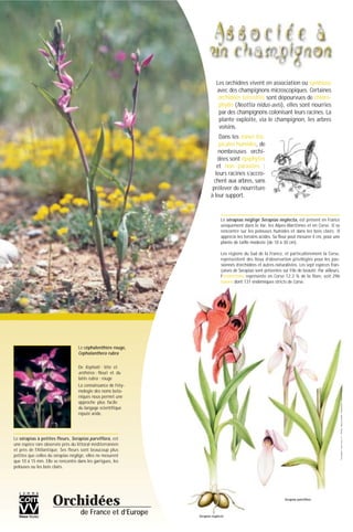 Les orchidées vivent en association ou symbiose
avec des champignons microscopiques. Certaines
orchidées terrestres sont dépourvues de chloro-
phylle (Neottia nidus-avis), elles sont nourries
par des champignons colonisant leurs racines. La
plante exploite, via le champignon, les arbres
voisins.
Dans les zones tro-
picales humides, de
nombreuses orchi-
dées sont épiphytes
et non parasites :
leurs racines s’accro-
chent aux arbres, sans
prélever de nourriture
à leur support.
Le céphalenthère rouge,
Cephalanthera rubra
De Kephalê : tête et
anthêros : fleuri et du
latin rubra : rouge
La connaissance de l’éty-
mologie des noms bota-
niques nous permet une
approche plus facile
du langage scientifique
réputé aride.
Le sérapias négligé Serapias neglecta, est présent en France
uniquement dans le Var, les Alpes-Maritimes et en Corse. Il se
rencontre sur les pelouses humides et dans les bois clairs. Il
apprécie les terrains acides. Sa fleur peut mesurer 4 cm, pour une
plante de taille modeste (de 10 à 30 cm).
Les régions du Sud de la France, et particulièrement la Corse,
représentent des lieux d’observation privilégiés pour les pas-
sionnés d’orchidées et autres naturalistes. Les sept espèces fran-
çaises de Serapias sont présentes sur l’île de beauté. Par ailleurs,
l’endémisme représente en Corse 12.2 % de la flore, soit 296
taxons dont 131 endémiques stricts de Corse.
Orchidées
de France et d’Europe
Cephalanthera rubra
Le sérapias à petites fleurs, Serapias parviflora, est
une espèce rare observée près du littoral méditerranéen
et près de l'Atlantique. Ses fleurs sont beaucoup plus
petites que celles du sérapias négligé, elles ne mesurent
que 10 à 15 mm. Elle se rencontre dans les garrigues, les
pelouses ou les bois clairs.
Serapias neglecta
Serapias parviflora
©Conception:www.comvv.fr-©Photos:MarcelLecoufle-©Illustrations:collectionCOMVV
 