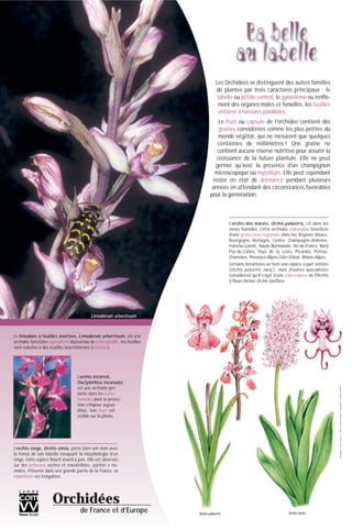 Les Orchidées se distinguent des autres familles
de plantes par trois caractères principaux : le
labelle ou pétale central, le gynostème ou renfle-
ment des organes mâles et femelles, les feuilles
entières à nervures parallèles.
Le fruit ou capsule de l’orchidée contient des
graines considérées comme les plus petites du
monde végétal, qui ne mesurent que quelques
centièmes de millimètres ! Une graine ne
contient aucune réserve nutritive pour assurer la
croissance de la future plantule. Elle ne peut
germer qu'avec la présence d'un champignon
microscopique ou mycélium. Elle peut cependant
rester en état de dormance pendant plusieurs
années en attendant des circonstances favorables
pour la germination.
Orchidées
de France et d’Europe
Limodorum arbortivum
L’orchis singe, Orchis simia, porte bien son nom avec
la forme de son labelle évoquant la morphologie d’un
singe. Cette espèce fleurit d’avril à juin. Elle est observée
sur des pelouses sèches et ensoleillées, parfois à mi-
ombre. Présente dans une grande partie de la France, sa
répartition est irrégulière.
Le limodore à feuilles avortées, Limodorum arbortivum, est une
orchidée forestière saprophyte dépourvue de chlorophylle. Ses feuilles
sont réduites à des écailles bractéiformes (bractées).
L’orchis incarnat,
Dactylorhiza incarnata,
est une orchidée pré-
sente dans les zones
humides dont la protec-
tion s’impose aujour-
d’hui. Son fruit est
visible sur la photo.
Orchis simiaOrchis palustris
L’orchis des marais, Orchis palustris, vit dans les
zones humides. Cette orchidée vulnérable bénéficie
d’une protection régionale dans les Régions Alsace,
Bourgogne, Bretagne, Centre, Champagne-Ardenne,
Franche-Comté, Haute-Normandie, Ile-de-France, Nord
Pas-de-Calais, Pays de la Loire, Picardie, Poitou-
Charentes, Provence-Alpes-Côte-d'Azur, Rhône-Alpes.
Certains botanistes en font une espèce à part entière
(Orchis palustris Jacq.), mais d’autres spécialistes
considèrent qu’il s’agit d’une sous-espèce de l'Orchis
à fleurs lâches Orchis laxiflora.
©Conception:www.comvv.fr-©Photos:MarcelLecoufle-©Illustrations:collectionCOMVV
 