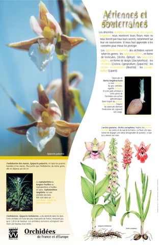 ©Conception:www.comvv.fr-©Photos:MarcelLecoufle-©Illustrations:collectionCOMVV
Les discrètes orchidées terrestres de nos régions
tempérées nous montrent leurs fleurs mais ne
nous livrent pas tous leurs secrets, notamment sur
leur vie souterraine. Il nous faut apprendre à les
connaître pour mieux les protéger.
Les appareils souterrains des orchidées varient
selon les genres : les tubercules divisés, en forme
de testicules, (Orchis, Ophrys) ; les tubercules
digités, en forme de doigts (Dactylorhiza) ; les
rhizomes (Listera, Cypripedium, Epipactis) ; les
racines enchevêtrées (Neottia) ; les pseudo-
bulbes (Liparis).
L’orchis punaise, Orchis coriophora, habite les prairies
humides du centre et du sud de la France. La fleur a la répu-
tation de dégager une odeur désagréable de punaise, ce qui
lui a donné son nom.
Orchidées
de France et d’Europe
Epipactis palustris
L’helléborine, Epipactis helleborine, a élu domicile dans les bois.
Cette orchidée est l’une des plus imposante de France, mesurant jus-
qu’à 1,20 m de hauteur. Les orchidées terrestres atteignent rare-
ment une hauteur d’un mètre.
L’helléborine des marais, Epipactis palustris, vit dans les prairies
humides et les marais. Plus petite que l’helleborine, du même genre,
elle ne dépasse pas 60 cm.
Le céphalanthère à
longues feuilles ou
Céphalanthère à feuilles
en épée, Cephalanthera
longifolia, est une
orchidée des bois.
Elle croît dans un sol
bien drainé, calcaire ou
légèrement acide.
Tubercule de
Barlia longibracteata
Le mot orchidée,
du grec orkhidos,
signifie testicule.
Il a été jadis attribué à
cette partie de
l'orchidée une action
aphrodisiaque.
Dans l'esprit du principe
des signatures, l'aspect
du tubercule donnant
l'indication de (signant)
son usage.
Epipactis helleborine
Orchis coriophora
 