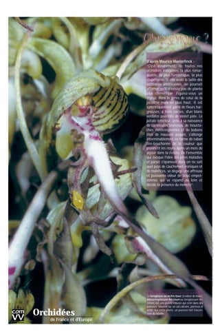 Orchidées
de France et d’Europe
D’après Maurice Maeterlinck :
“C'est assurément, de toutes nos
orchidées indigènes, la plus remar-
quable, la plus fantastique, la plus
stupéfiante. Si elle avait la taille des
orchidées américaines, on pourrait
affirmer qu'il n'existe pas de plante
plus chimérique. Figurez-vous un
thyrse, dans le genre de celui de la
jacinthe mais en plus haut. Il est
symétriquement garni de fleurs har-
gneuses, à trois cornes, d'un blanc
verdâtre pointillé de violet pâle. Le
pétale inférieur, orné à sa naissance
de caroncules bronzées, de mousta-
ches mérovingiennes et de bubons
lilas de mauvais augure, s'allonge
interminablement en forme de ruban
tire-bouchonné de la couleur que
prennent les noyés après un mois de
séjour dans la rivière. De l'ensemble
qui évoque l'idée des pires maladies
et parait s'épanouir dans on ne sait
quel pays de cauchemars ironiques et
de maléfices, se dégage une affreuse
et puissante odeur de bouc empoi-
sonnée qui se répand au loin et
décèle la présence du monstre”.
Le loroglosse ou orchis bouc (à odeur de bouc),
Himantoglossum hircinum ou loroglossum hir-
cinum, est une plante robuste qui croît dans des
pelouses, souvent sur un sol calcaire, pierreux et
aride. Sur cette photo, un puceron fait l’ascen-
sion du labelle.
©Conception:www.comvv.fr-©Photos:MarcelLecoufle-©Illustrations:collectionCOMVV
 