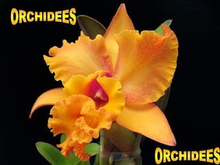 ORCHIDEES ORCHIDEES 