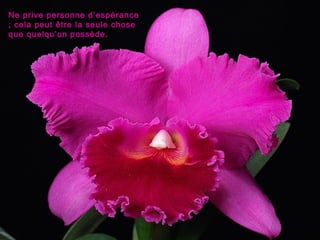 Ne prive personne d’espérance
; cela peut être la seule chose
que quelqu’un possède.
 