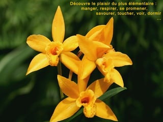 Découvre le plaisir du plus élémentaire :
manger, respirer, se promener,
savourer, toucher, voir, dormir
...
 