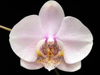 Orchidees Du Vietnam