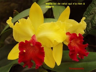 Méfie toi de celui qui n’a rien à
perdre

Terespópolis

 