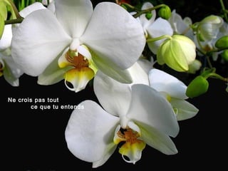 Orchidees du viet_nam