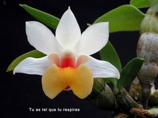 Tu es tel que tu respires
 