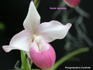 Garde tes amis




            Phragmipedium Cardinale
 