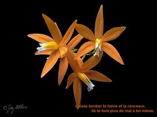 Laisse tomber la haine et la rancoeur,
         ils te font plus de mal à toi même.
 