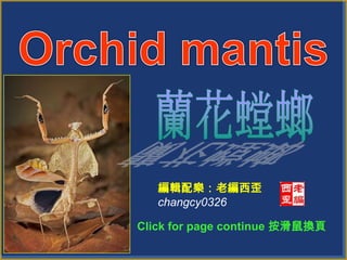 Orchid mantis 蘭花螳螂 編輯配樂：老編西歪 changcy0326 Click for page continue 按滑鼠換頁  