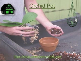 Orchid Pot
https://shop.greenbarnorchid.com/
 