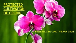 PROTECTED
CULTIVATION
OF ORCHID
PRESENTED BY:- ANKIT VIKRAM SINGH
 