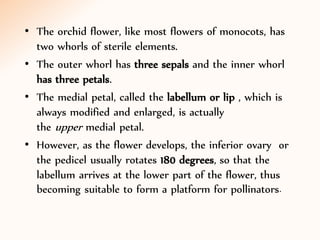 • The orchid flower, like most flowers of monocots, has
two whorls of sterile elements.
• The outer whorl has three sepals and the inner whorl
has three petals.
• The medial petal, called the labellum or lip , which is
always modified and enlarged, is actually
the upper medial petal.
• However, as the flower develops, the inferior ovary or
the pedicel usually rotates 180 degrees, so that the
labellum arrives at the lower part of the flower, thus
becoming suitable to form a platform for pollinators.
 