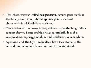 • This characteristic, called resupination, occurs primitively in
the family and is considered apomorphic, a derived
characteristic all Orchidaceae share.
• The torsion of the ovary is very evident from the longitudinal
section shown. Some orchids have secondarily lost this
resupination, e.g. Zygopetalum and Epidendrum secundum.
• Apostasia and the Cypripedioideae have two stamens, the
central one being sterile and reduced to a staminode
 