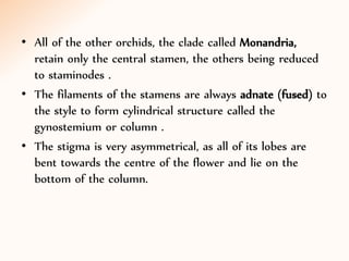 • All of the other orchids, the clade called Monandria,
retain only the central stamen, the others being reduced
to staminodes .
• The filaments of the stamens are always adnate (fused) to
the style to form cylindrical structure called the
gynostemium or column .
• The stigma is very asymmetrical, as all of its lobes are
bent towards the centre of the flower and lie on the
bottom of the column.
 