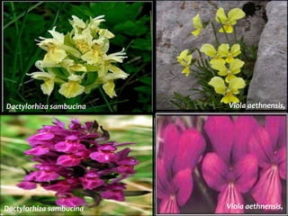 Viola aethnensis,
Viola aethnensis,Dactylorhiza sambucina
Dactylorhiza sambucina
 