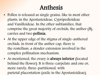 • Pollen is released as single grains, like in most other
plants, in the Apostasioideae, Cypripedioideae
and Vanilloideae. In the other subfamilies, that
comprise the great majority of orchids, the anther (3),
carries and two pollinia.
• At the upper edge of the stigma of single-anthered
orchids, in front of the anther cap, there is
the rostellum, a slender extension involved in the
complex pollination mechanism.
• As mentioned, the ovary is always inferior (located
behind the flower). It is three-carpelate and one or,
more rarely, three-partitioned, with
parietal placentation (axile in the Apostasioideae).
Anthesis
 