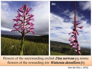 Flowers of the unrewarding orchid Disa nervosa (a) mimic
flowers of the rewarding iris Watsonia densiflora (b)
(Van der Pijil, L. 1972)
 