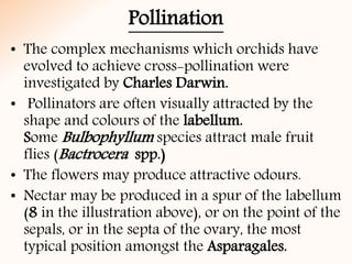 Pollination
• The complex mechanisms which orchids have
evolved to achieve cross-pollination were
investigated by Charles Darwin.
• Pollinators are often visually attracted by the
shape and colours of the labellum.
Some Bulbophyllum species attract male fruit
flies (Bactrocera spp.)
• The flowers may produce attractive odours.
• Nectar may be produced in a spur of the labellum
(8 in the illustration above), or on the point of the
sepals, or in the septa of the ovary, the most
typical position amongst the Asparagales.
 