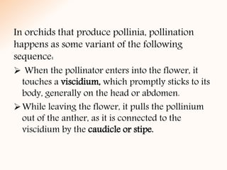 In orchids that produce pollinia, pollination
happens as some variant of the following
sequence:
 When the pollinator enters into the flower, it
touches a viscidium, which promptly sticks to its
body, generally on the head or abdomen.
While leaving the flower, it pulls the pollinium
out of the anther, as it is connected to the
viscidium by the caudicle or stipe.
 